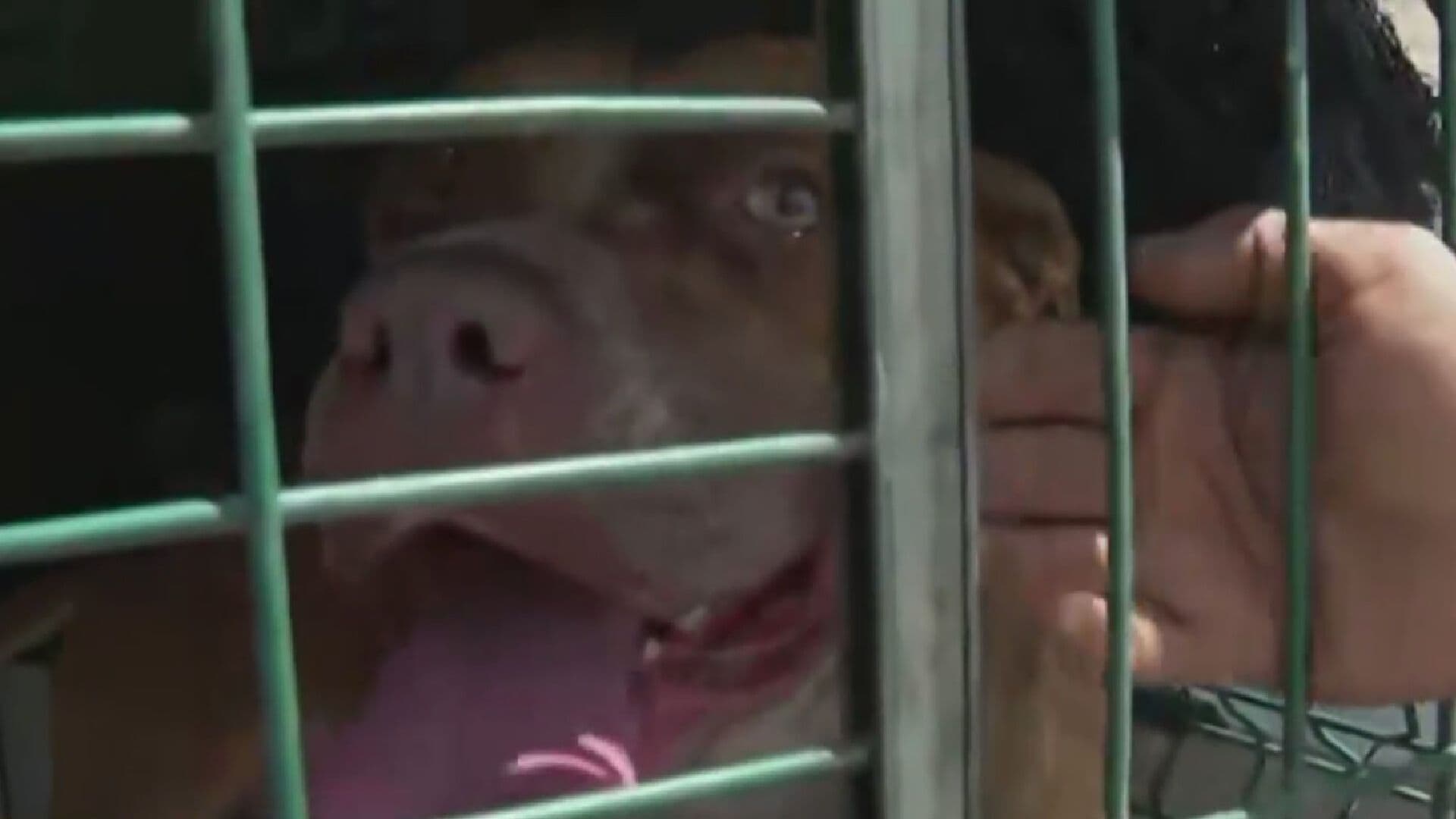 Mujer de la Tercera Edad es Atacada por Perro Pitbull en Zapopan