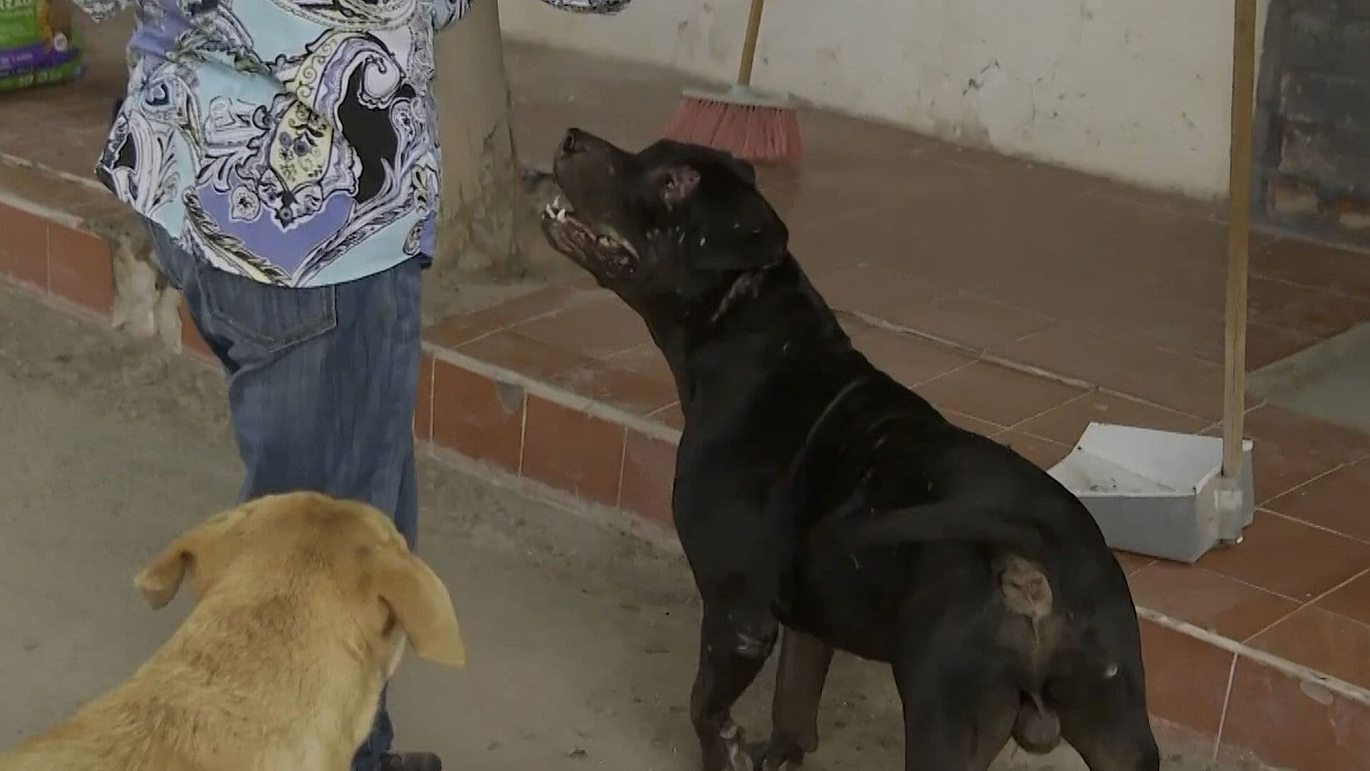 Mujer Denuncia Presunto Maltrato Contra Perro en Situación de Calle en Torreón
