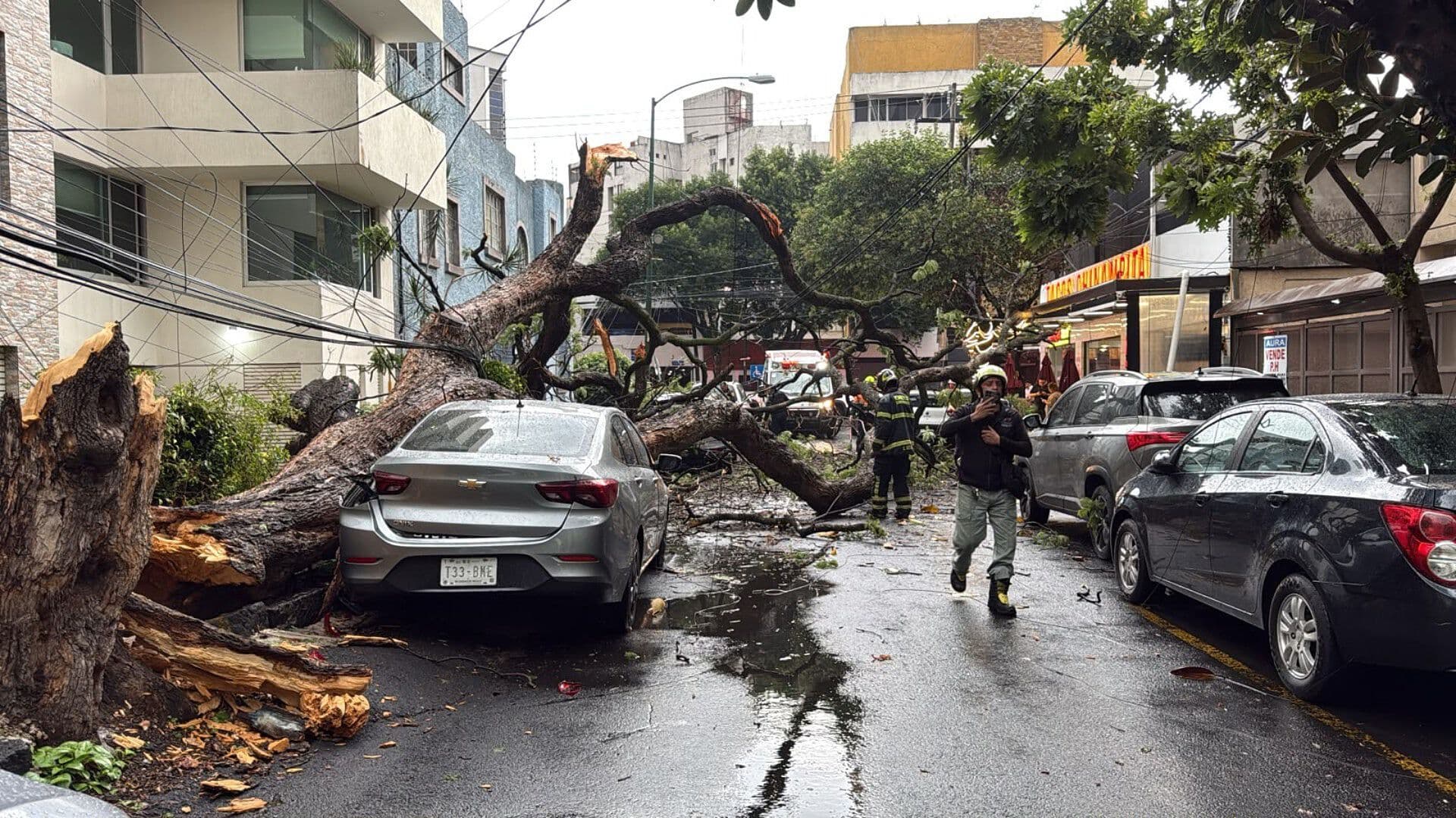 Caída de Árbol por Fuerte Lluvia Daña Vehículos y Postes en Benito Juárez, CDMX