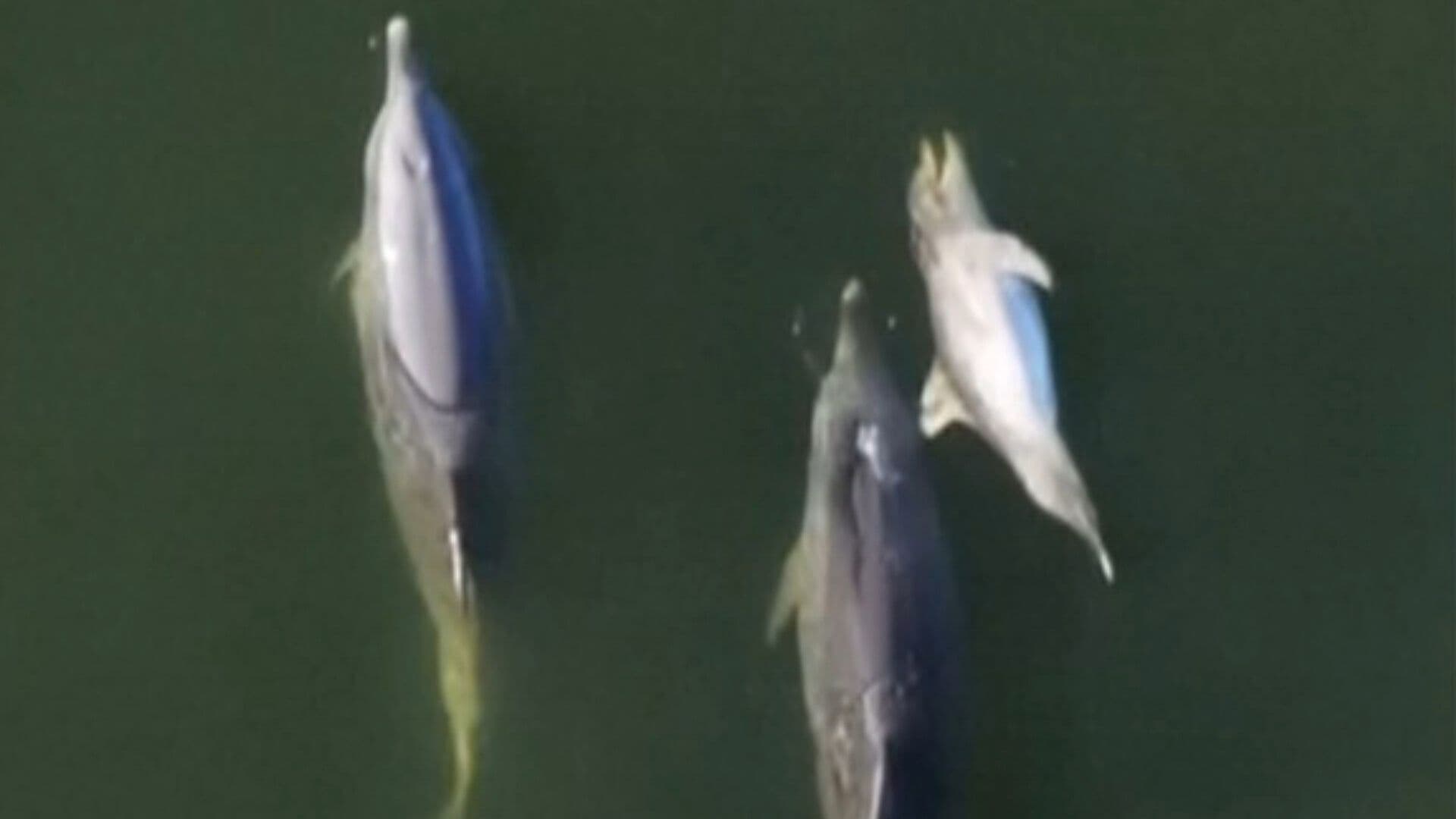 VIDEO: Mamá Nada con su Cría Muerta y Otros Delfines Muestran Respeto