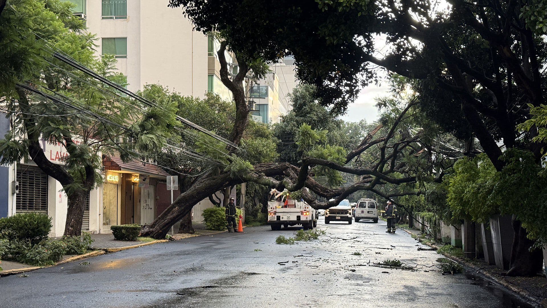 Caída de Árbol Provoca Cierre Vial en Perpetua e Insurgentes, Alcaldía Benito Juárez