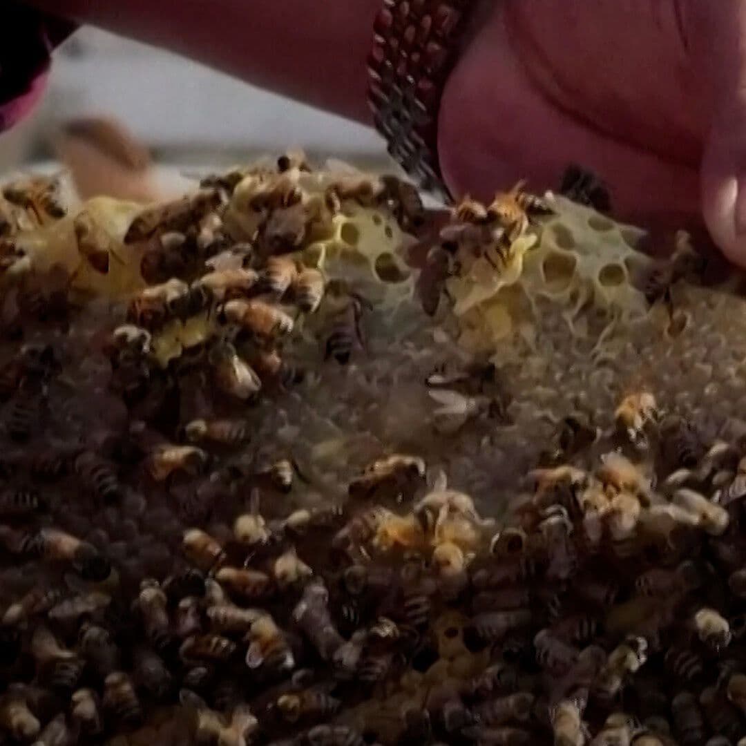Las Abejas También Han Sido Desplazadas en Gaza
