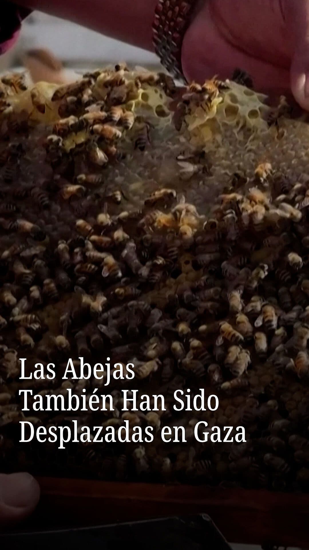 Las Abejas También Han Sido Desplazadas en Gaza
