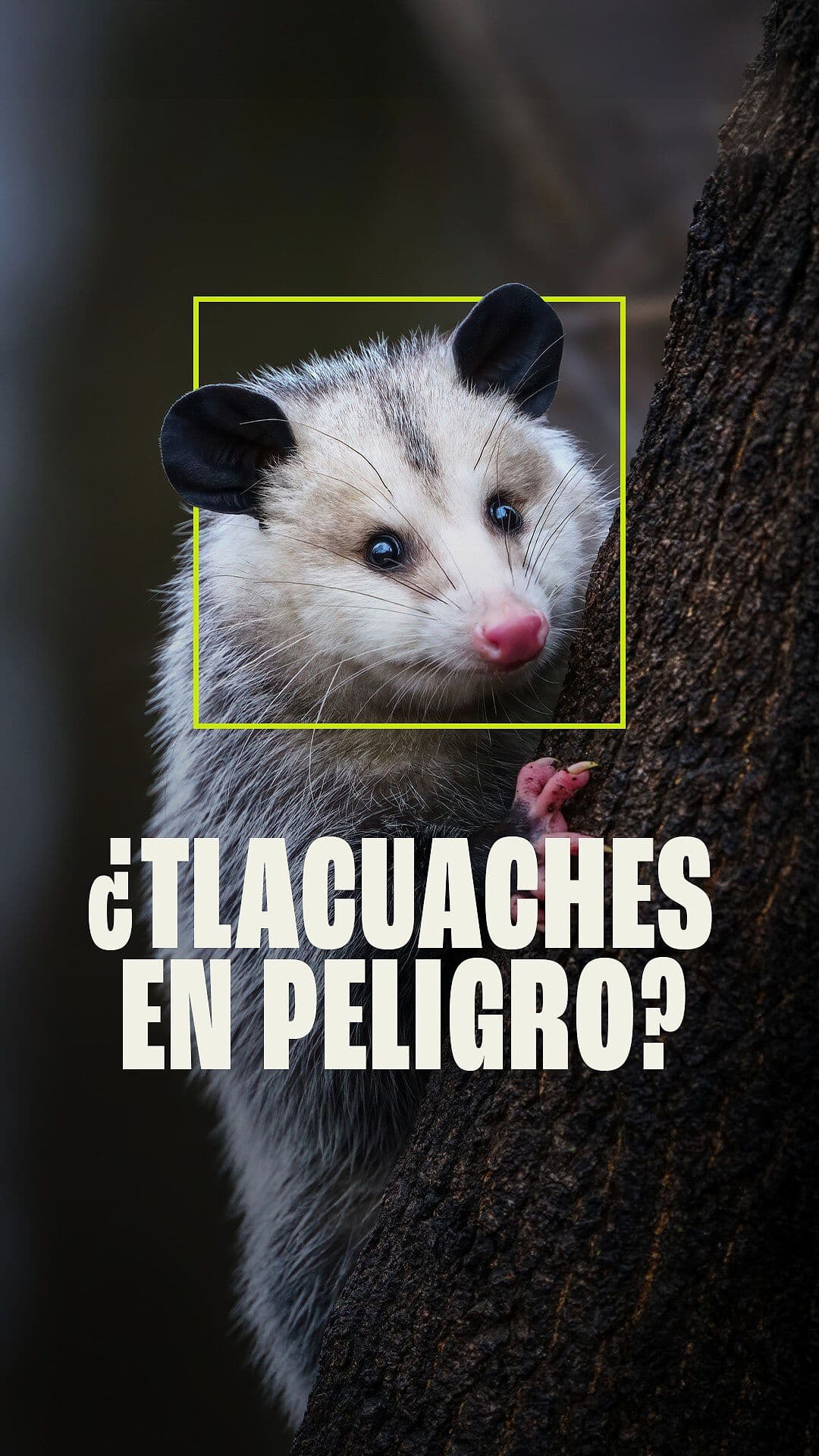 ¿Tlacuaches en Peligro?