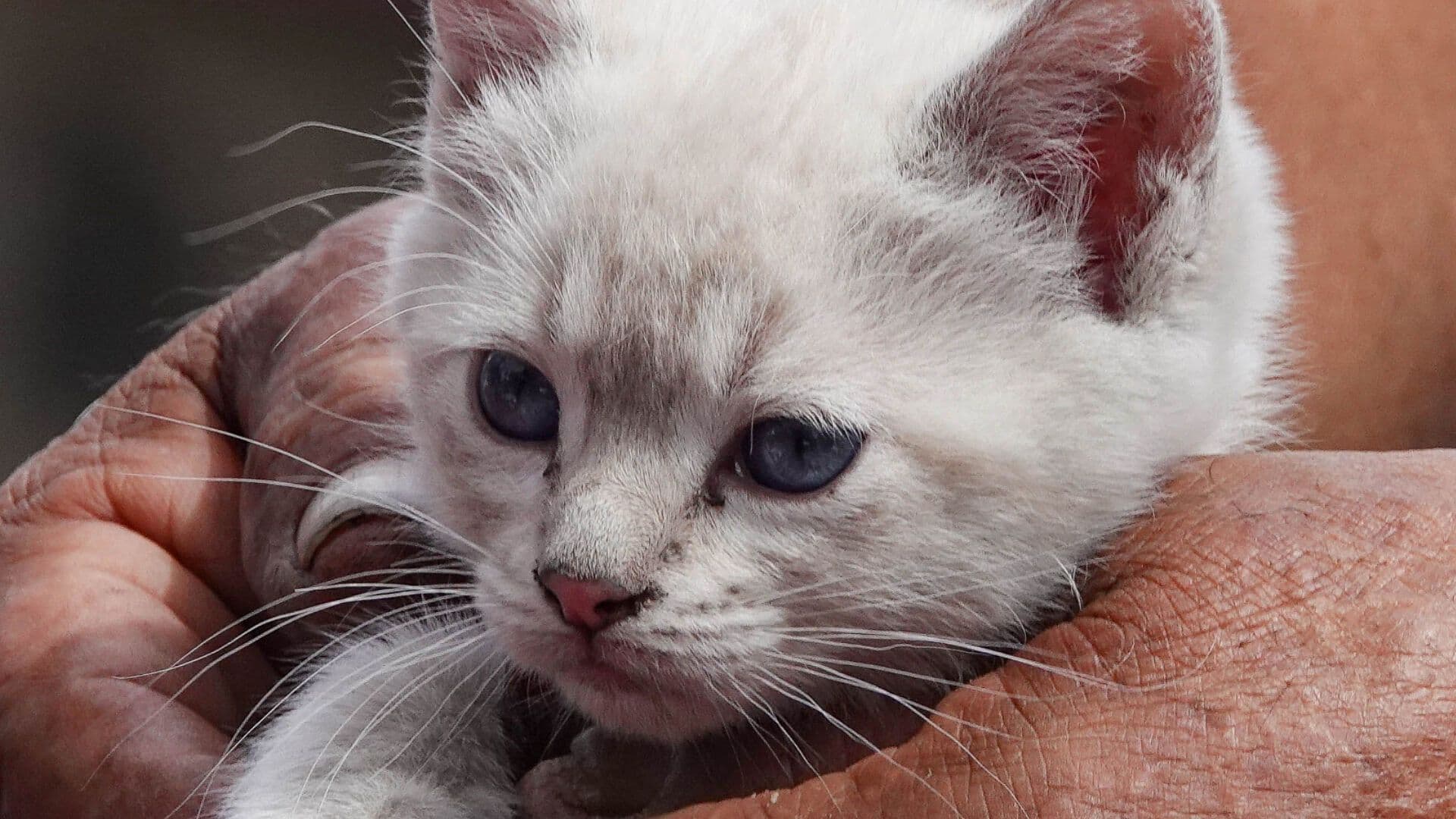 Día Mundial del Gato; Michis Buscan un Nuevo Hogar en CDMX