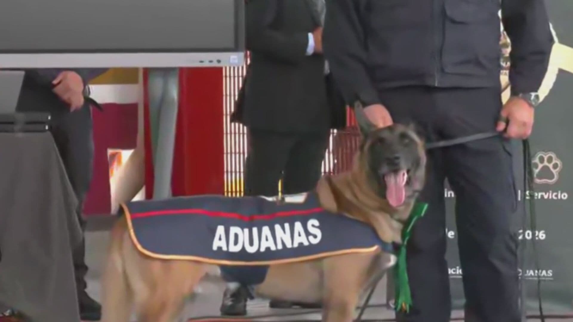 Con Homenaje, Despiden a Perros Detectores de Aduanas en el AICM