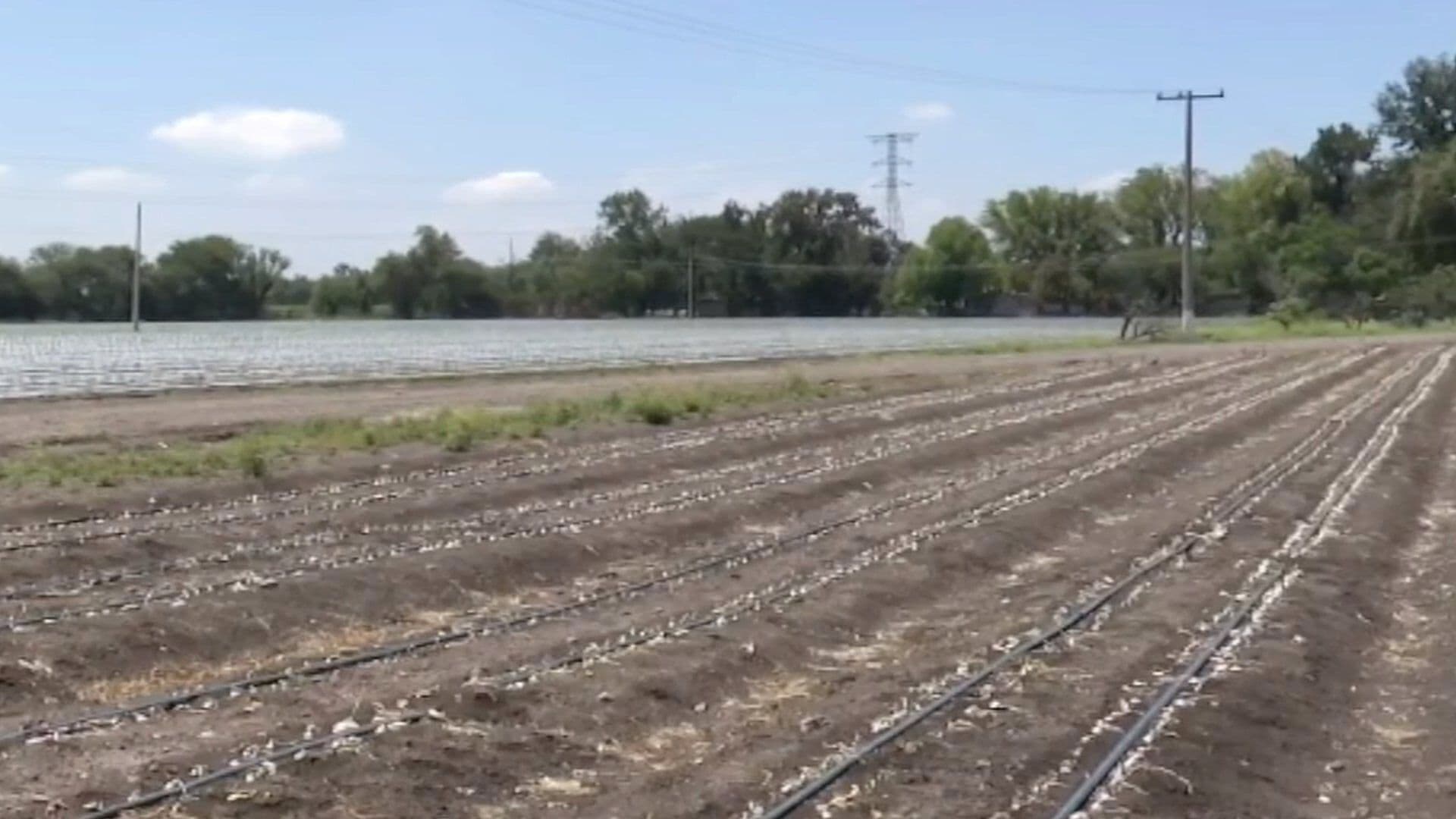 Ante la Falta de Lluvia en Varias Zonas de Guanajuato el Campo se Verá Afectado