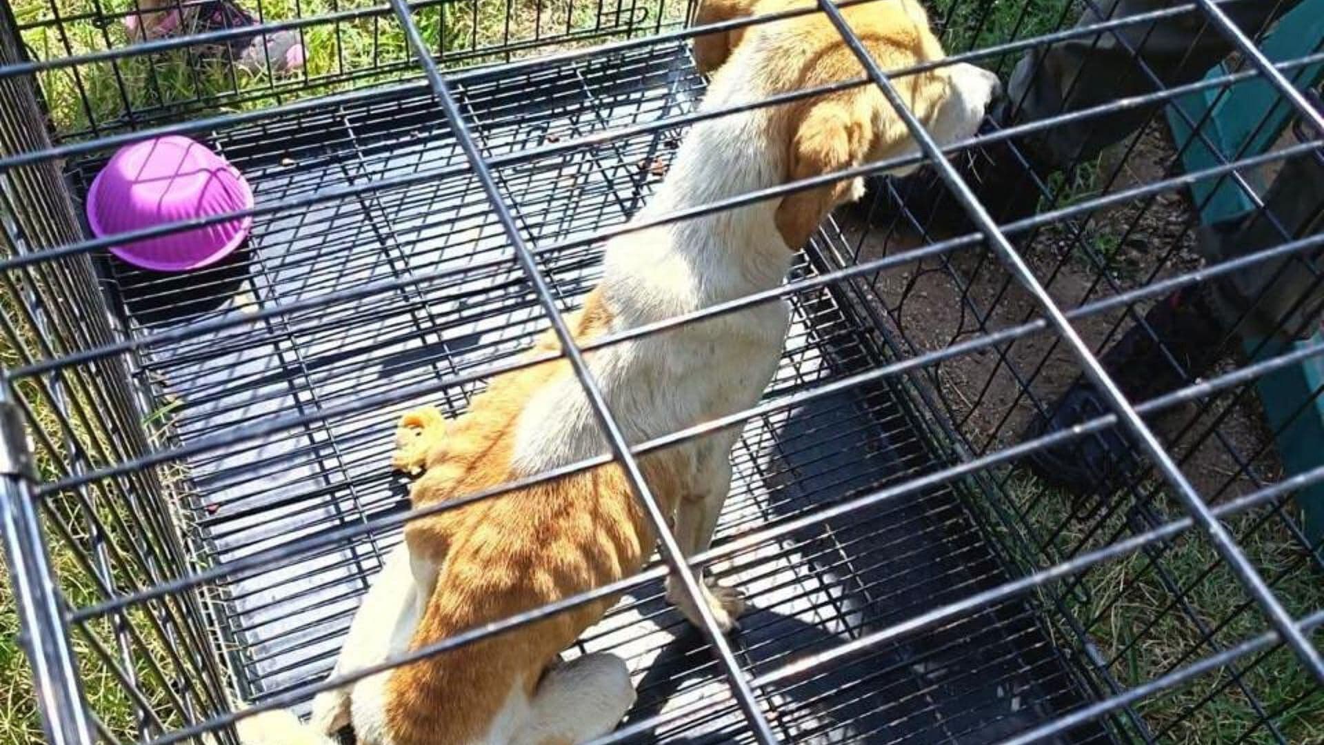 Denuncia Ciudadana Deriva en Rescate de Perros y una Gata Embarazada en Tequisquipan