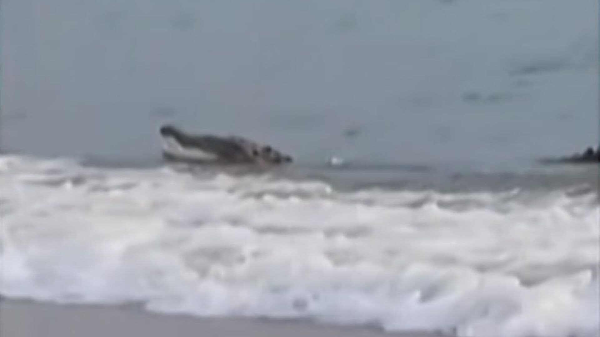 Cocodrilo Asusta a Turistas en Playa de Puerto Vallarta, Jalisco
