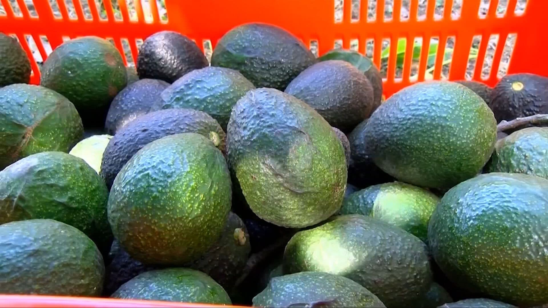 Productores Piden a EUA Reactivar Inspección para Exportar Aguacate Michoacano