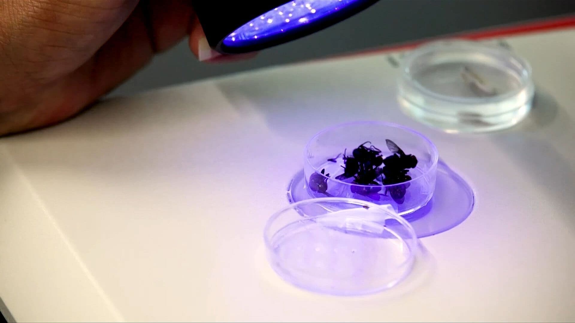 Laboratorio Texano Diseña Moscas Genéticamente Modificadas para Proteger Ganado de Gusano Barrenador