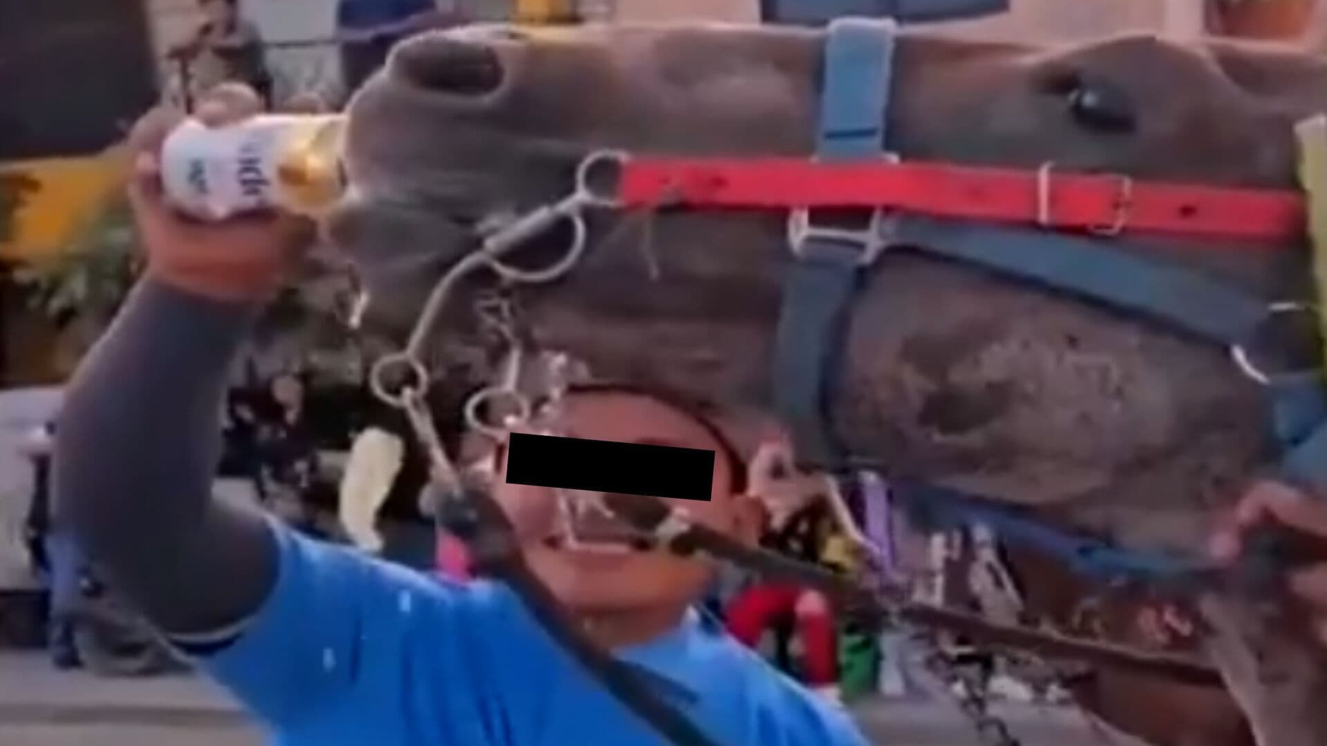 Denuncia Bienestar Animal Maltrato Animal Cerveza Caballo San Salvador Huixcolotla Puebla