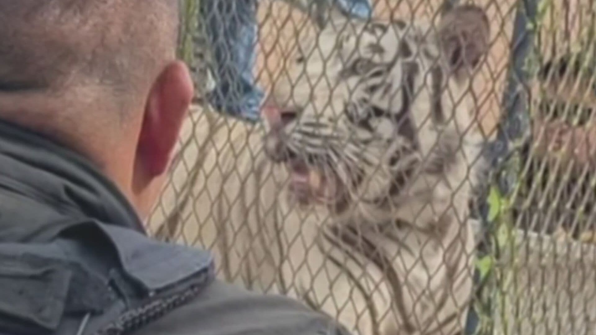 Hallan Tigre de Bengala y Lagarto Tras Cateo en Ciudad Juárez, Chihuahua