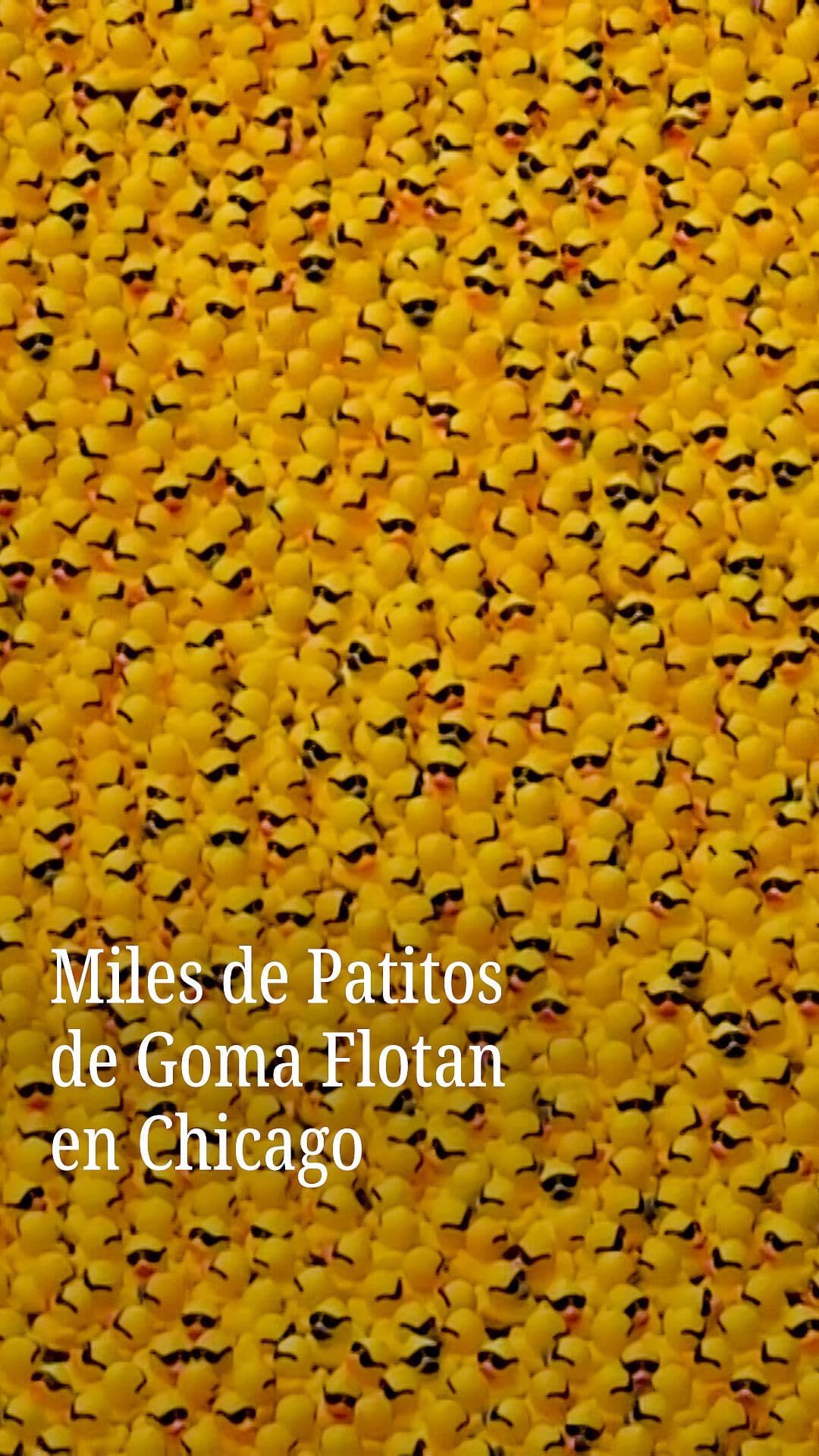 Miles de Patitos de Goma Flotan en Chicago