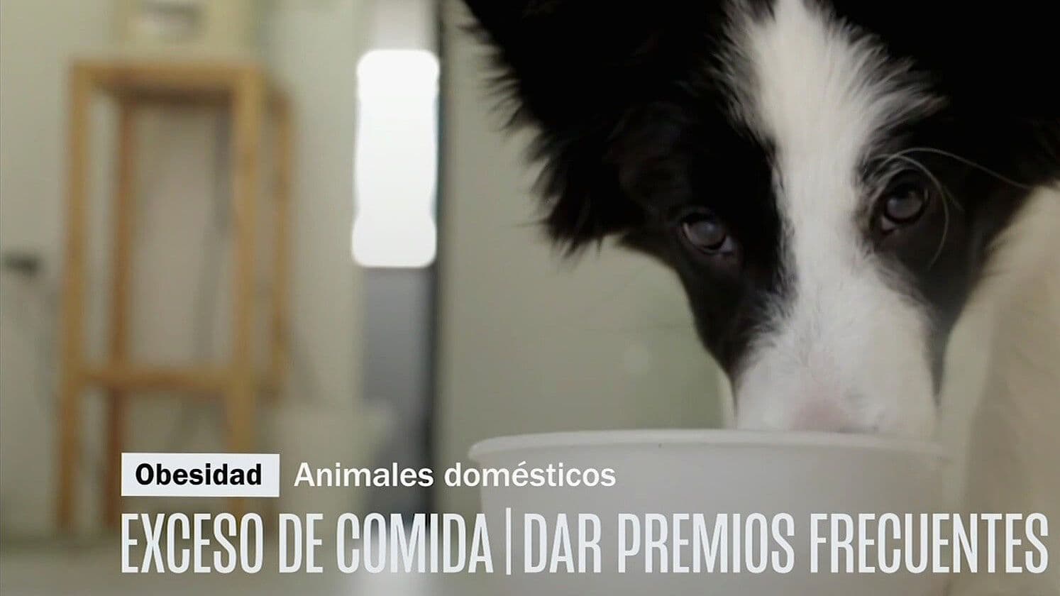 Obesidad en Perros y Gatos: Señales, Causas y Cómo Cuidar su Salud
