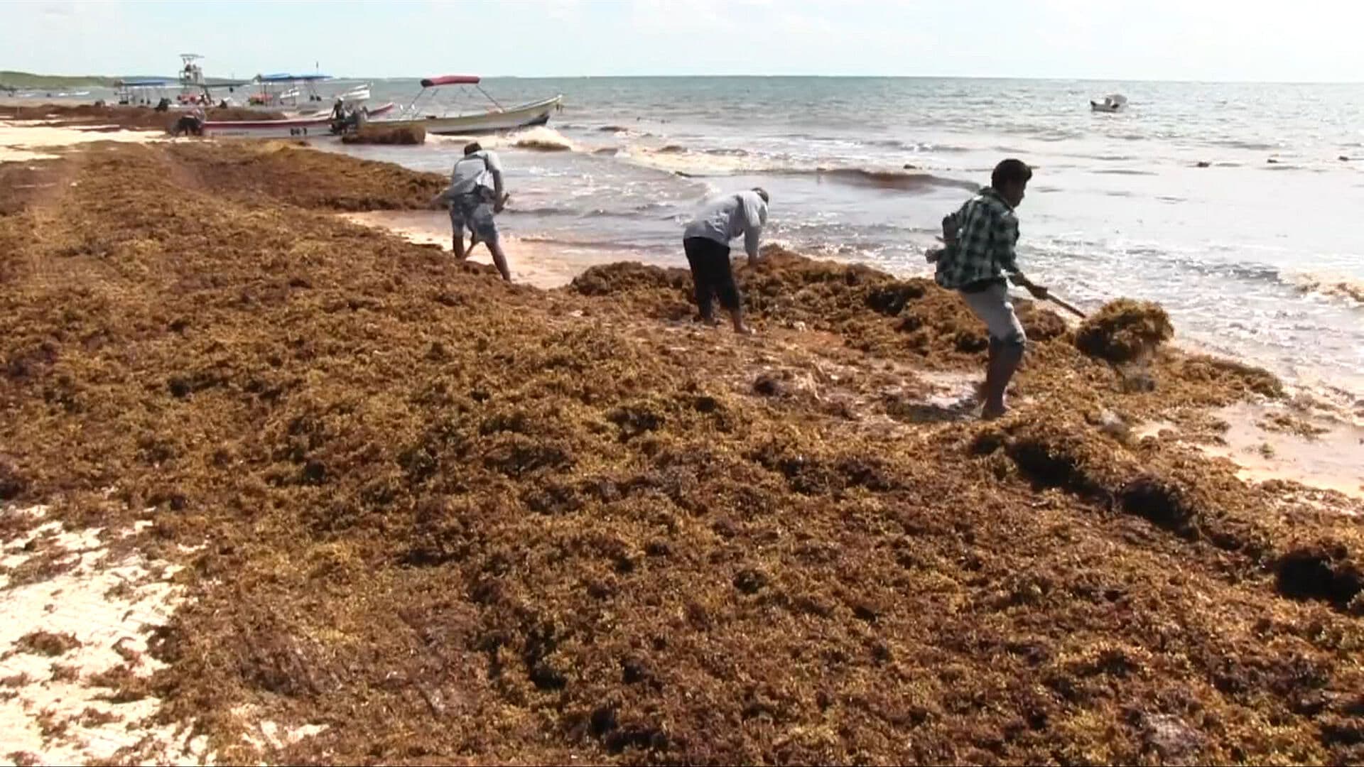 Sargazo Acumula Más de 200 Kilómetros de Impacto en Yucatán y Quintana Roo