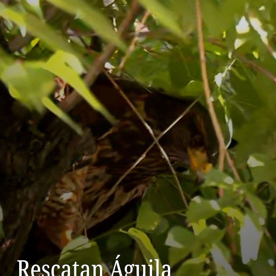 Rescatan Águila Herida en Peralvillo