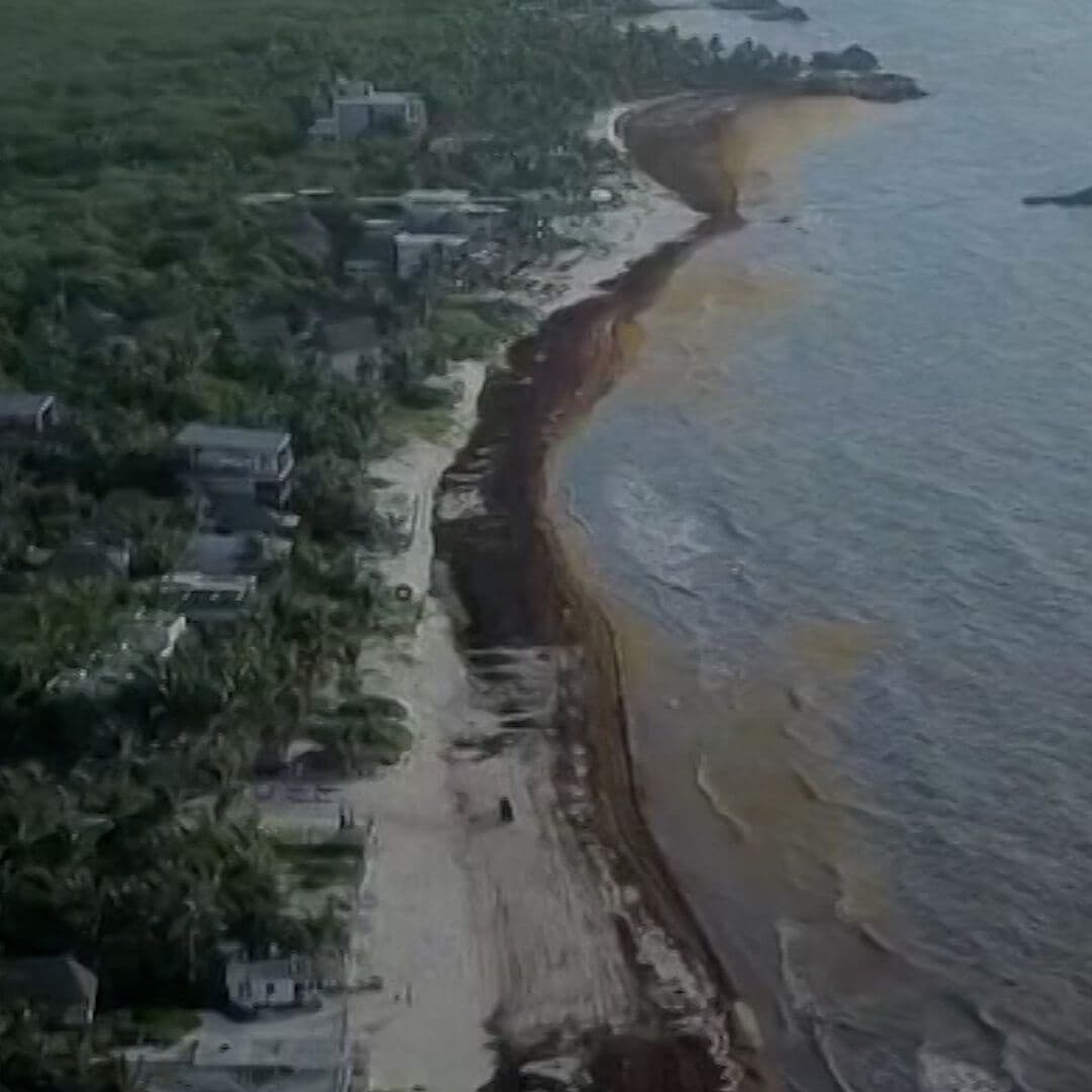 Sargazo Inunda Playas de Quintana Roo y Yucatán