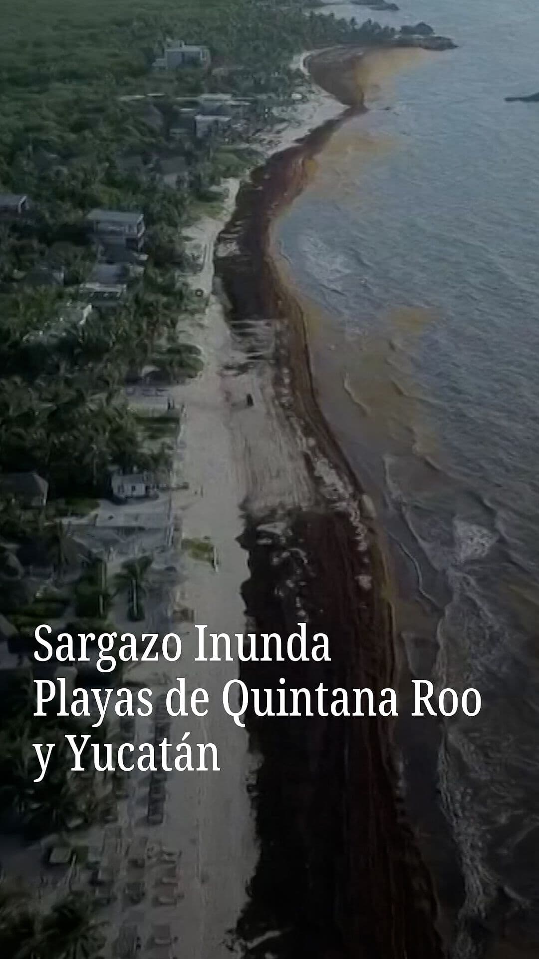 Sargazo Inunda Playas de Quintana Roo y Yucatán