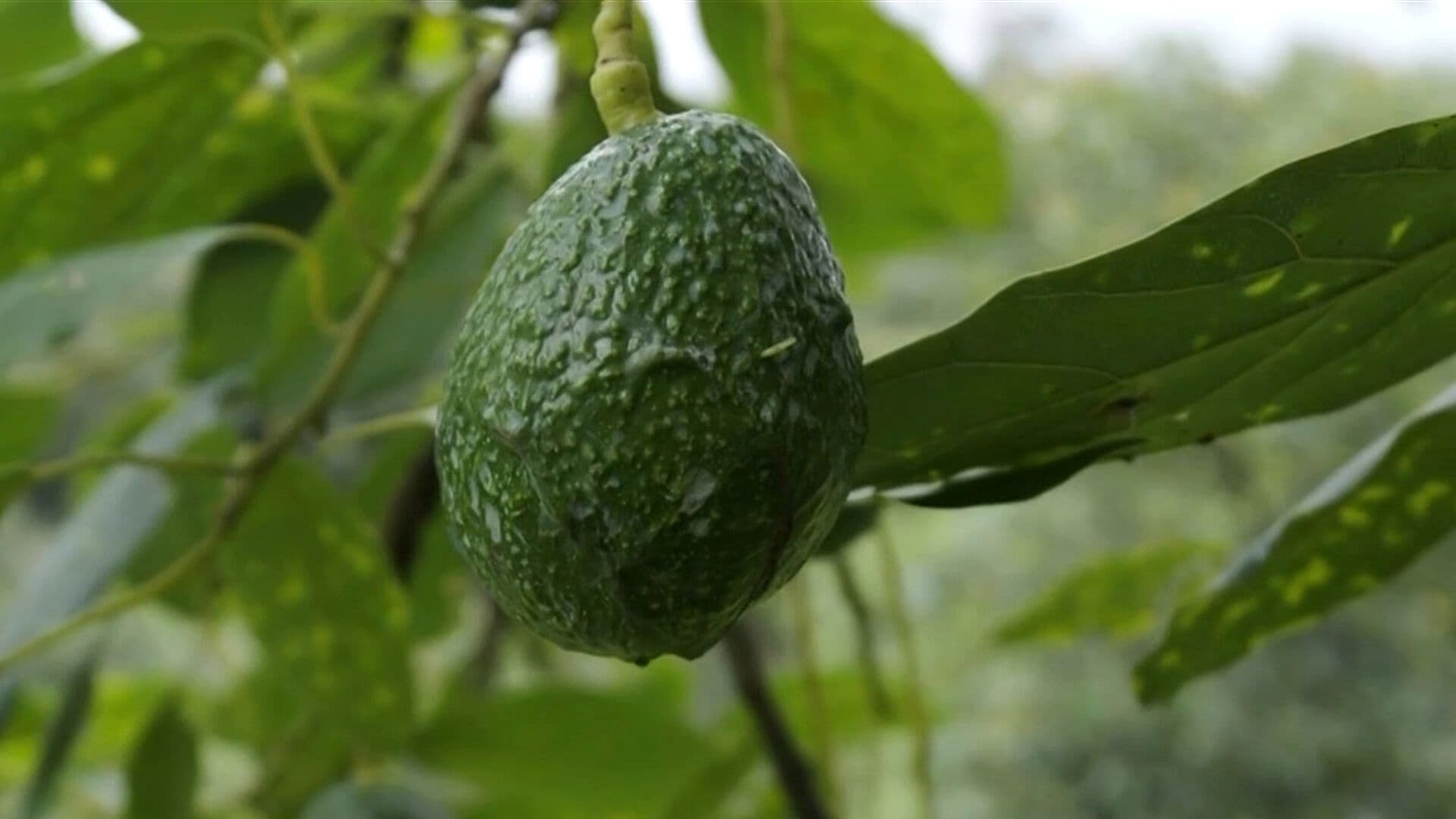 EUA Reanudará los Trabajos de sus Inspectores Aguacateros en Michoacán