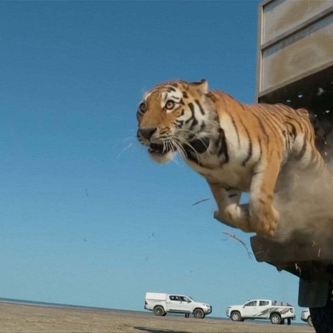 Reintroducen en Reserva Natural a Una Especie de Tigre que Desapareció Hace 70 Años