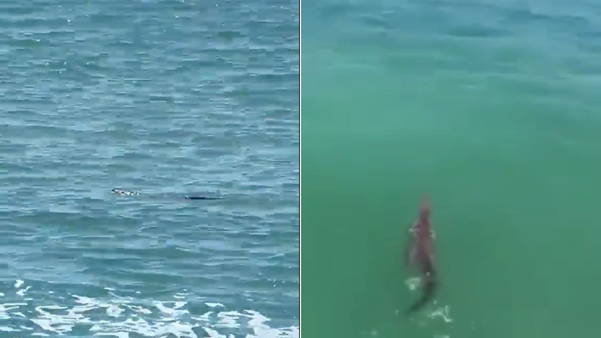 Buscan a Cocodrilo de Más de un Metro Visto en Playas de Mazatlán, Sinaloa