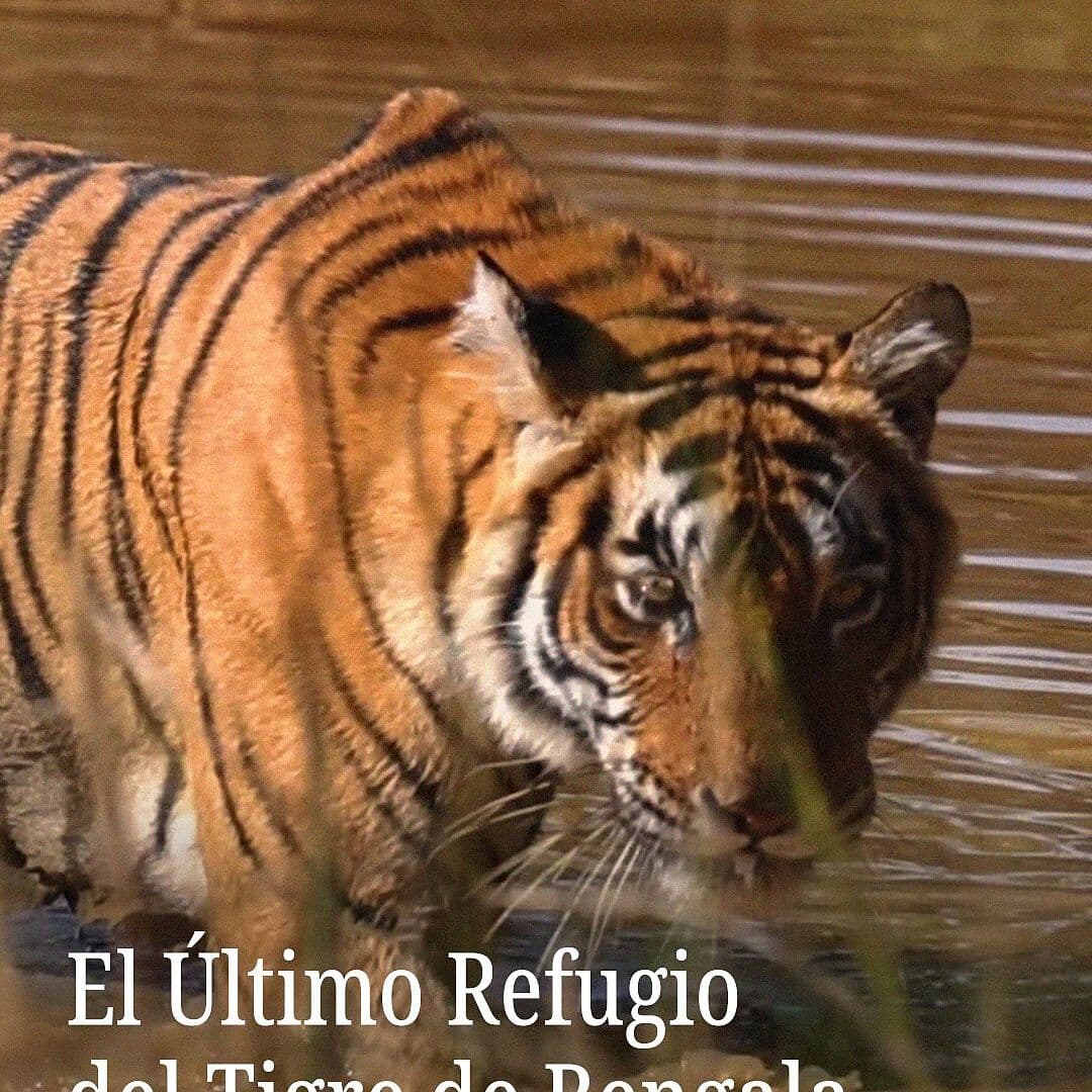 Este es el Refugio del Tigre de Bengala