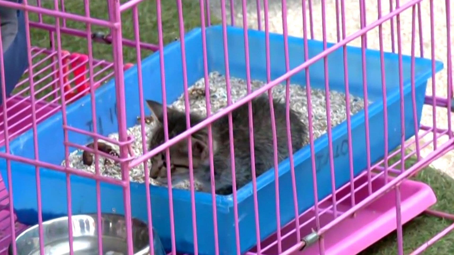 Jornada de Adopción de Gatos en la Glorieta de Insurgentes, CDMX