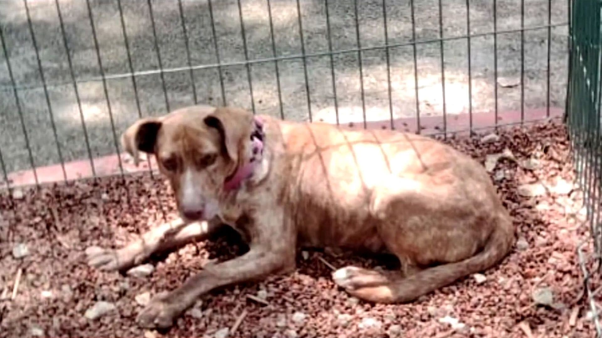 Vecinos Denunciaron Abandono de Mascotas Geriátricas en Parque Morelos de Miguel Hidalgo