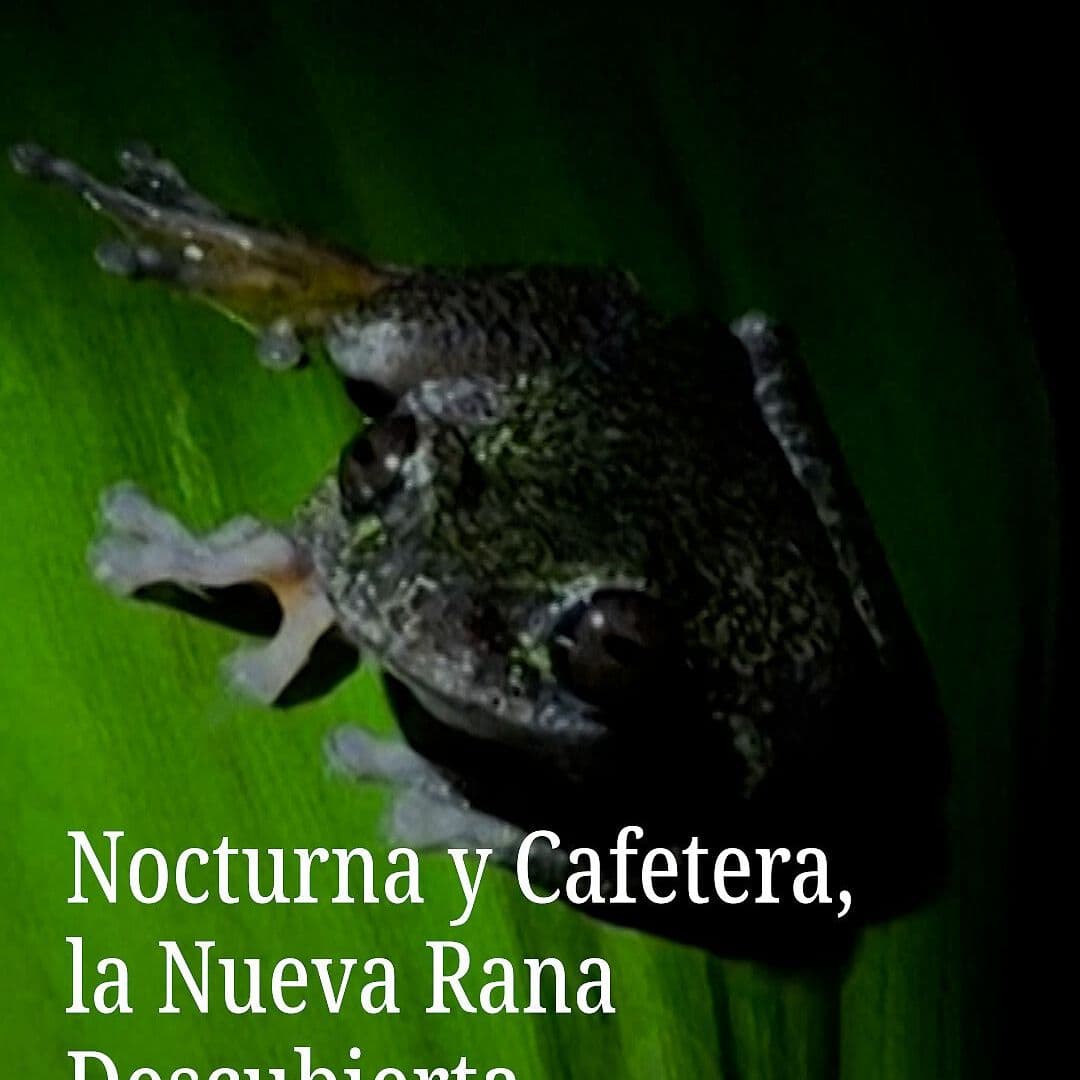 Nocturna y Cafetera, la Nueva Rana Descubierta
