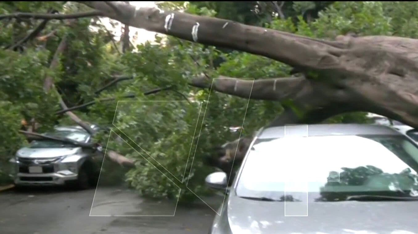 Árbol Cae sobre 8 Autos en Venustiano Carranza; Vecina Alerta por Riesgo
