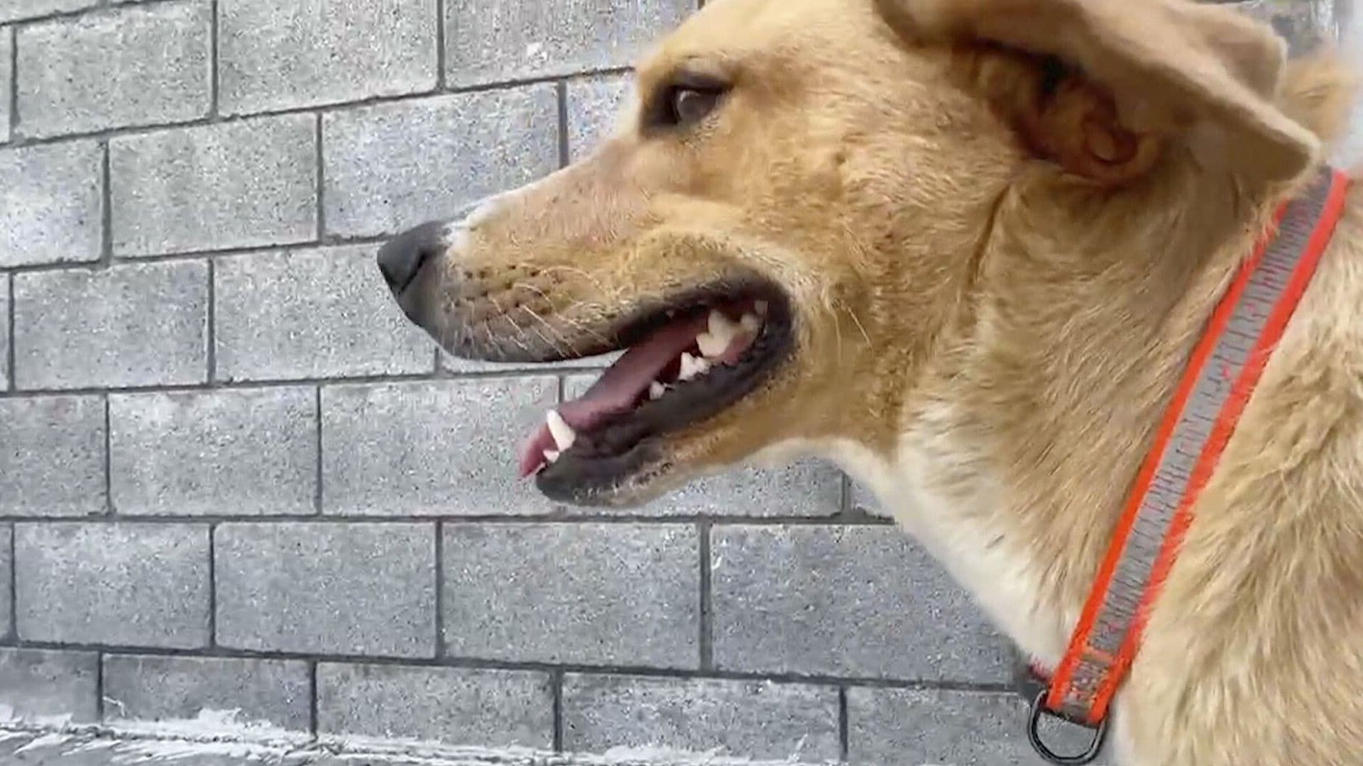 Vecinos Denuncian Presunto Envenenamiento de Cinco Perros en Ciudad Victoria