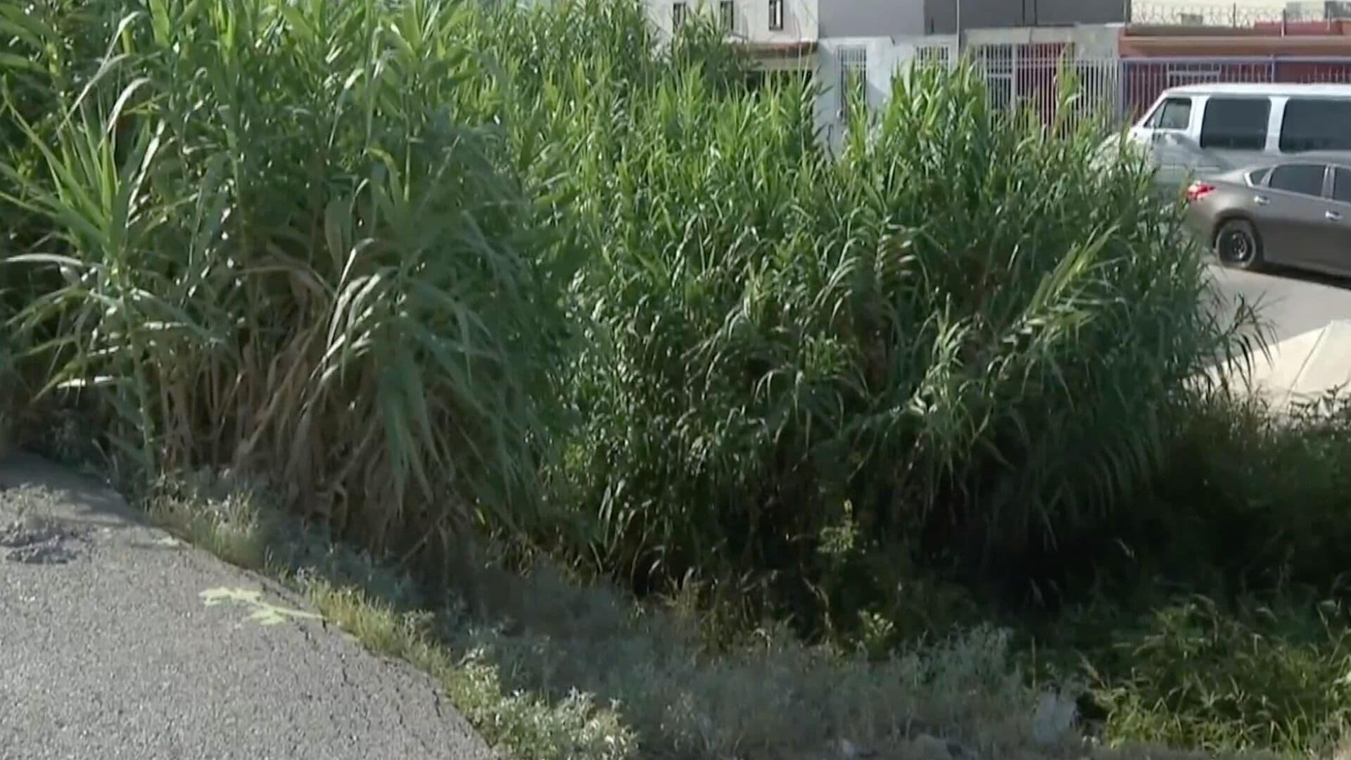 Maleza Invade Canal Pluvial en Cd. Juárez; Vecinos Denuncian Riesgo de Infección