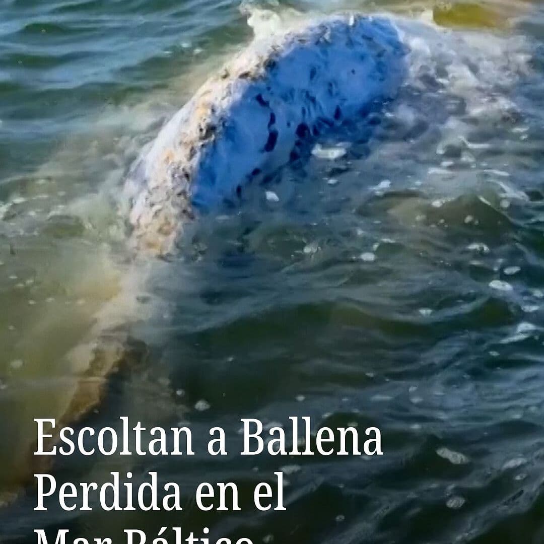 Escoltan a Ballena Perdida en el Mar Báltico