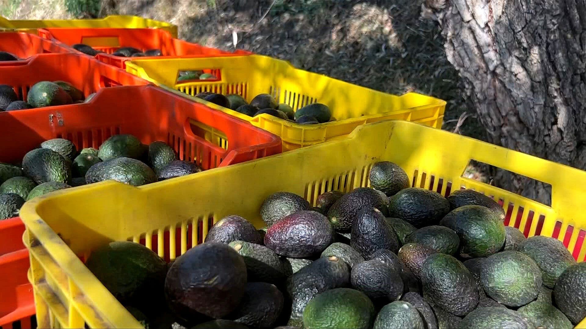 Garantizan Seguridad a Inspectores de EUA para Mantener la Exportación de Aguacate Michoacano