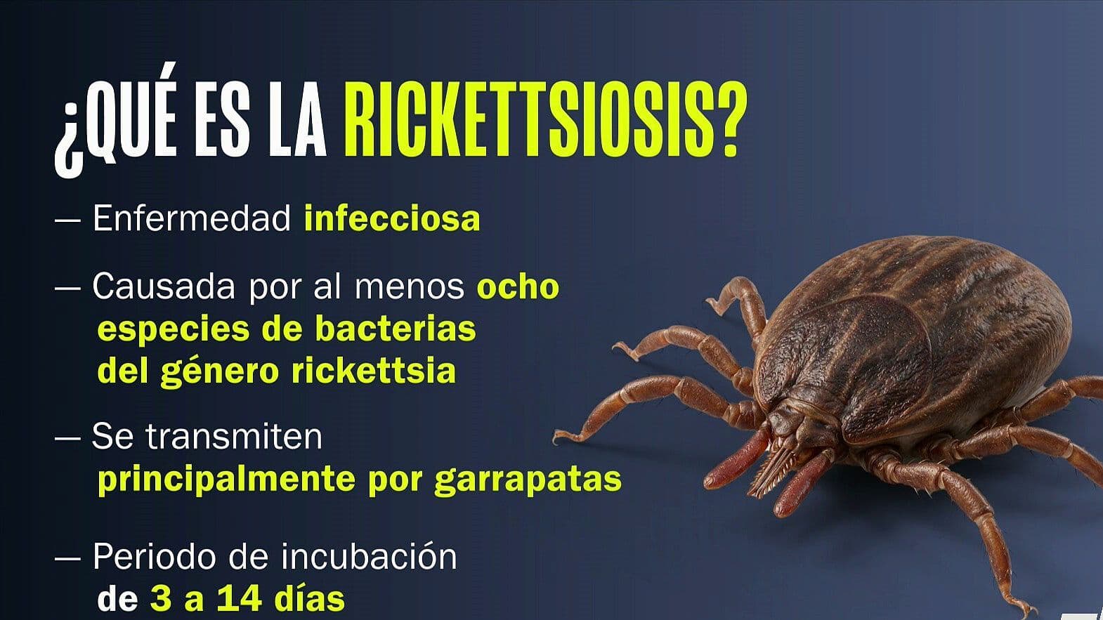 Suman 43 Muertes por Rickettsia en Chihuahua: Síntomas de Enfermedad Causada por Garrapatas