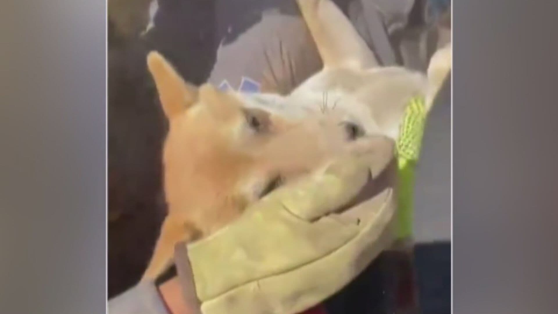 Perrito Sobrevive de Milagro en Colombia tras Pasar Horas Bajo los Escombros