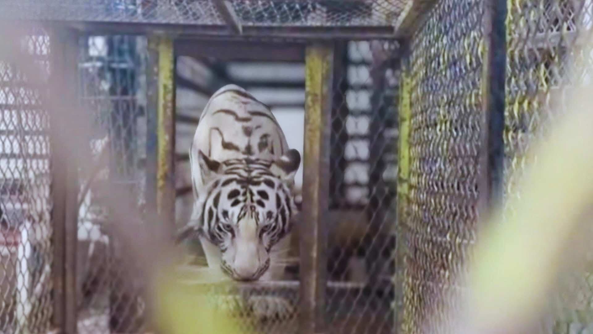 Tigre Asegurado en Ciudad Juárez Estaría Ligado a Homicidio de un Menor de Edad
