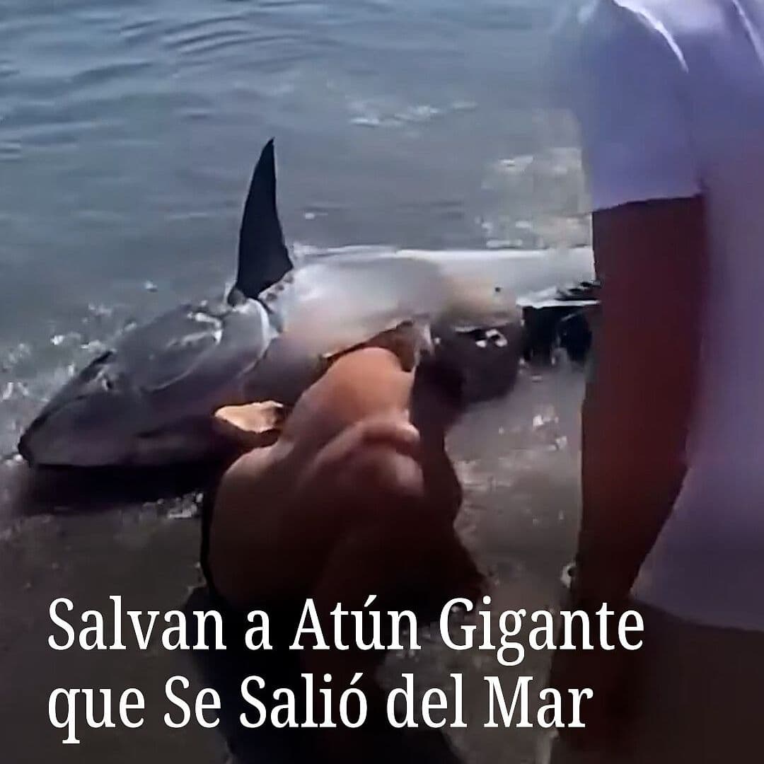 Salvan a Atún Gigante que Se Salió del Mar