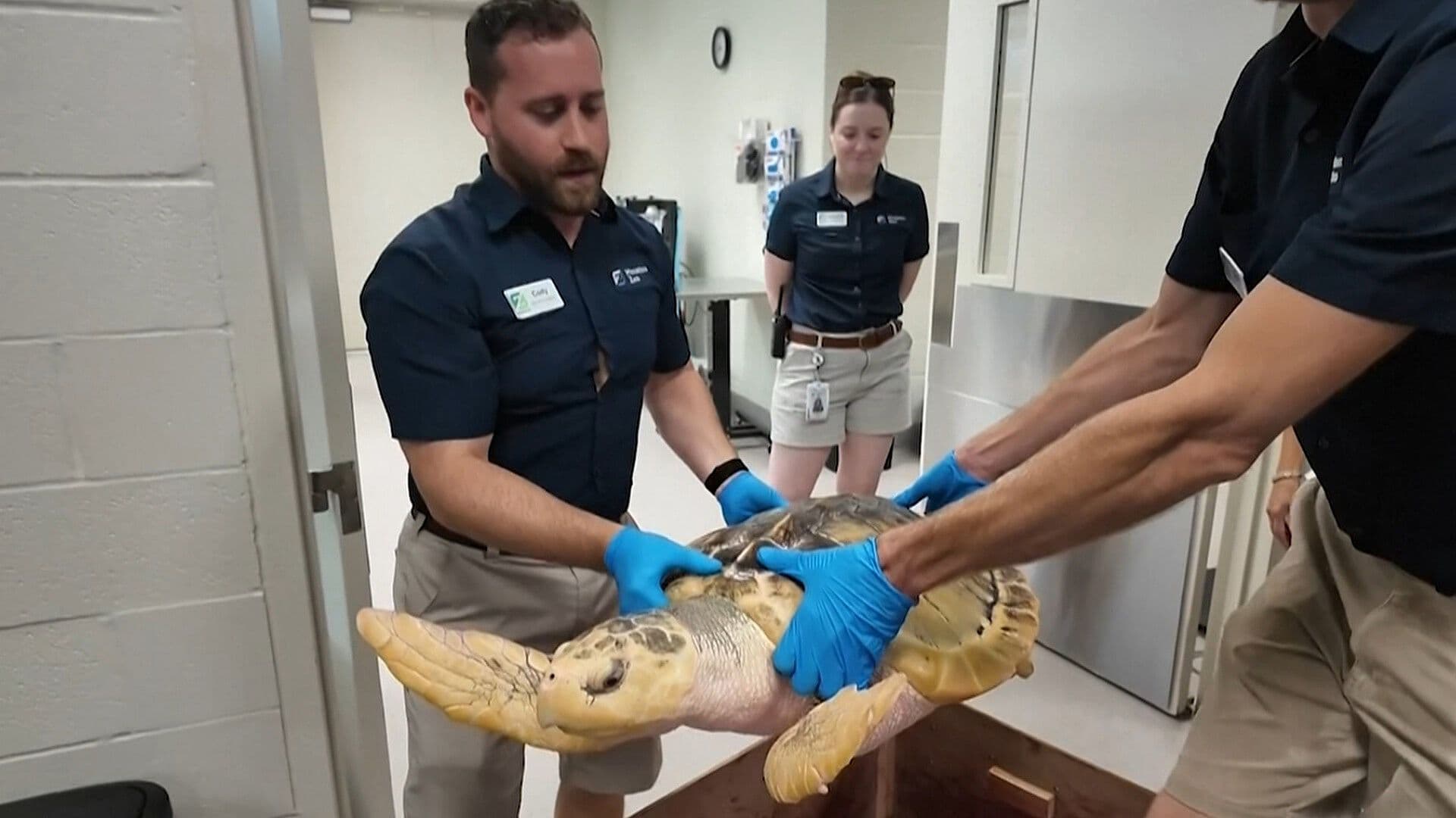 Hallan Tortuga Marina que Viajó desde Texas hasta Gales, en Reino Unido
