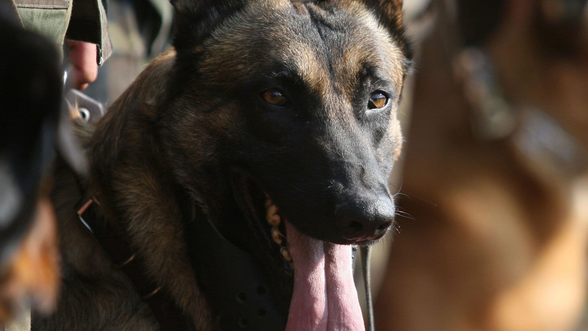 Héroes de Cuatro Patas en Colombia: Perros Rescatistas Buscan Sobrevivientes Bajo Escombros