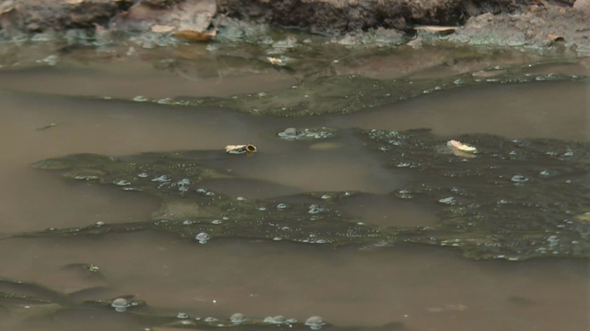 Vecinos Aseguran Tener 10 Años con Problemas de Drenaje en Colonia Olivares de Hermosillo