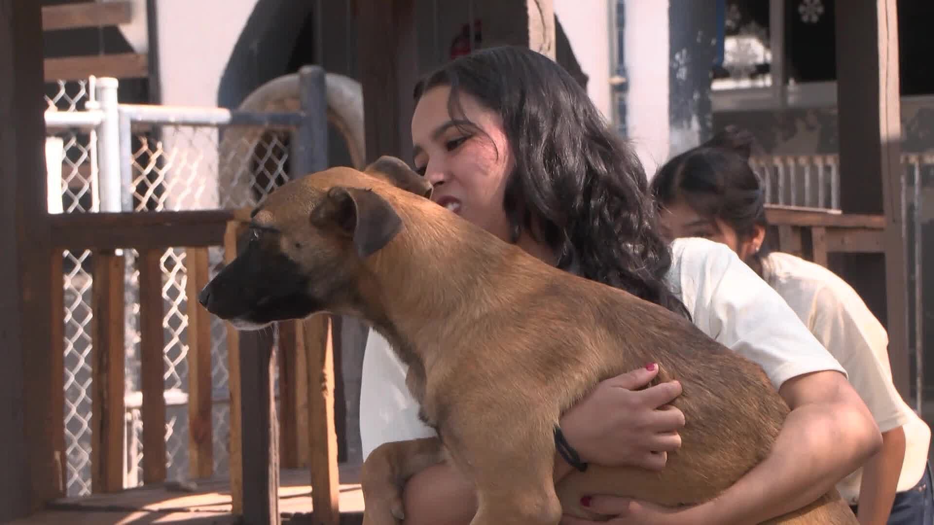 Chips Gratuitos Permitirá a Dueños de Mascotas Monitorearlas en Tiempo Real en Querétaro