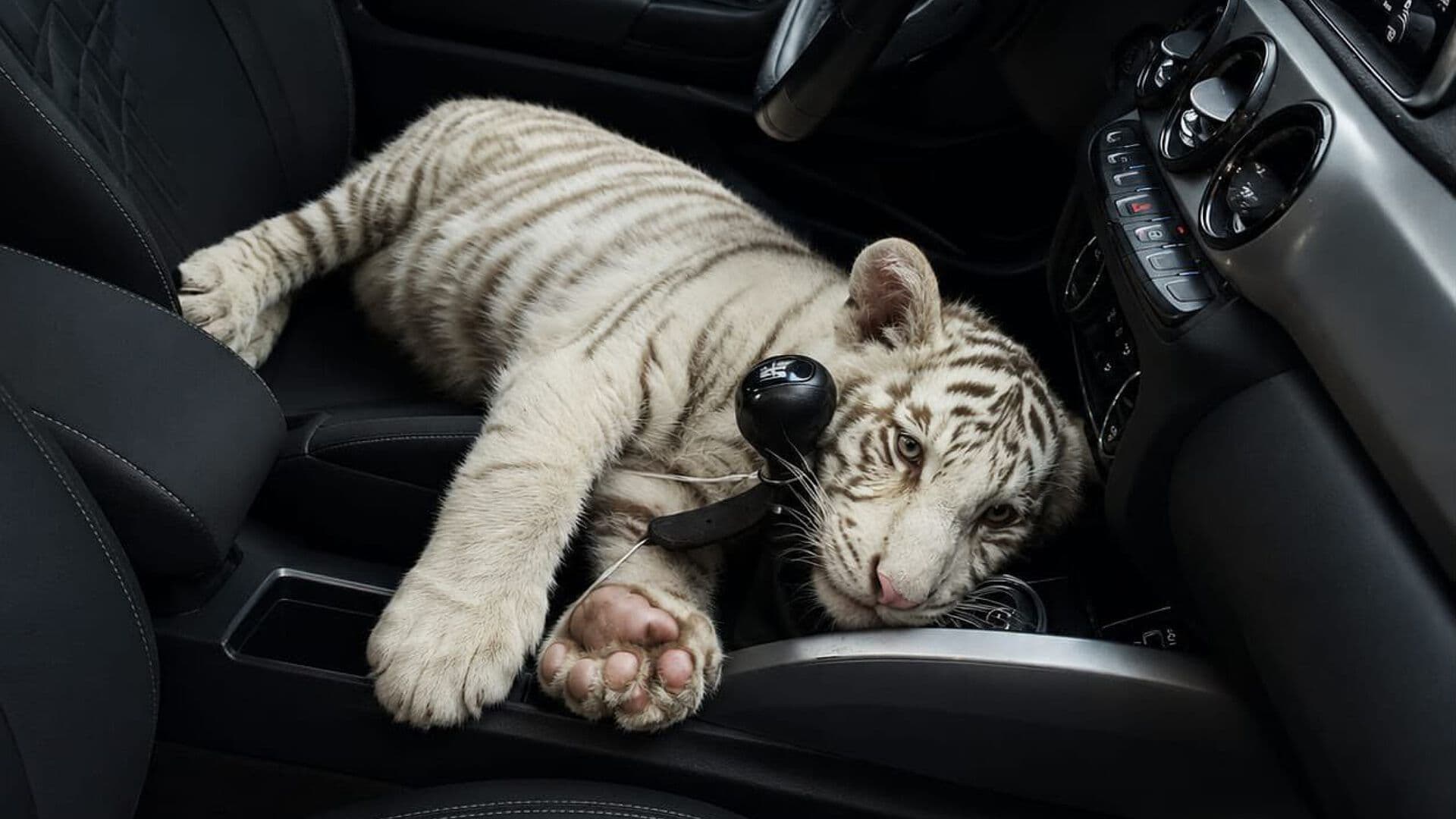 Así Decomisaron a una Cría de Tigre de Bengala Albino en Iztapalapa, CDMX