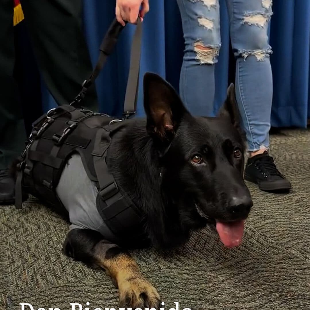 Dan Bienvenida de Héroe a K9
