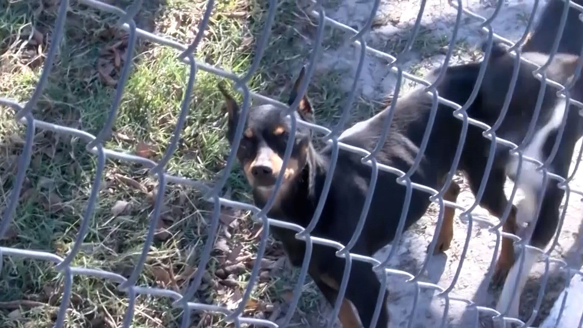 Fiscalía Investiga Denuncia por Presunto Maltrato Contra Perro en Piedras Negras
