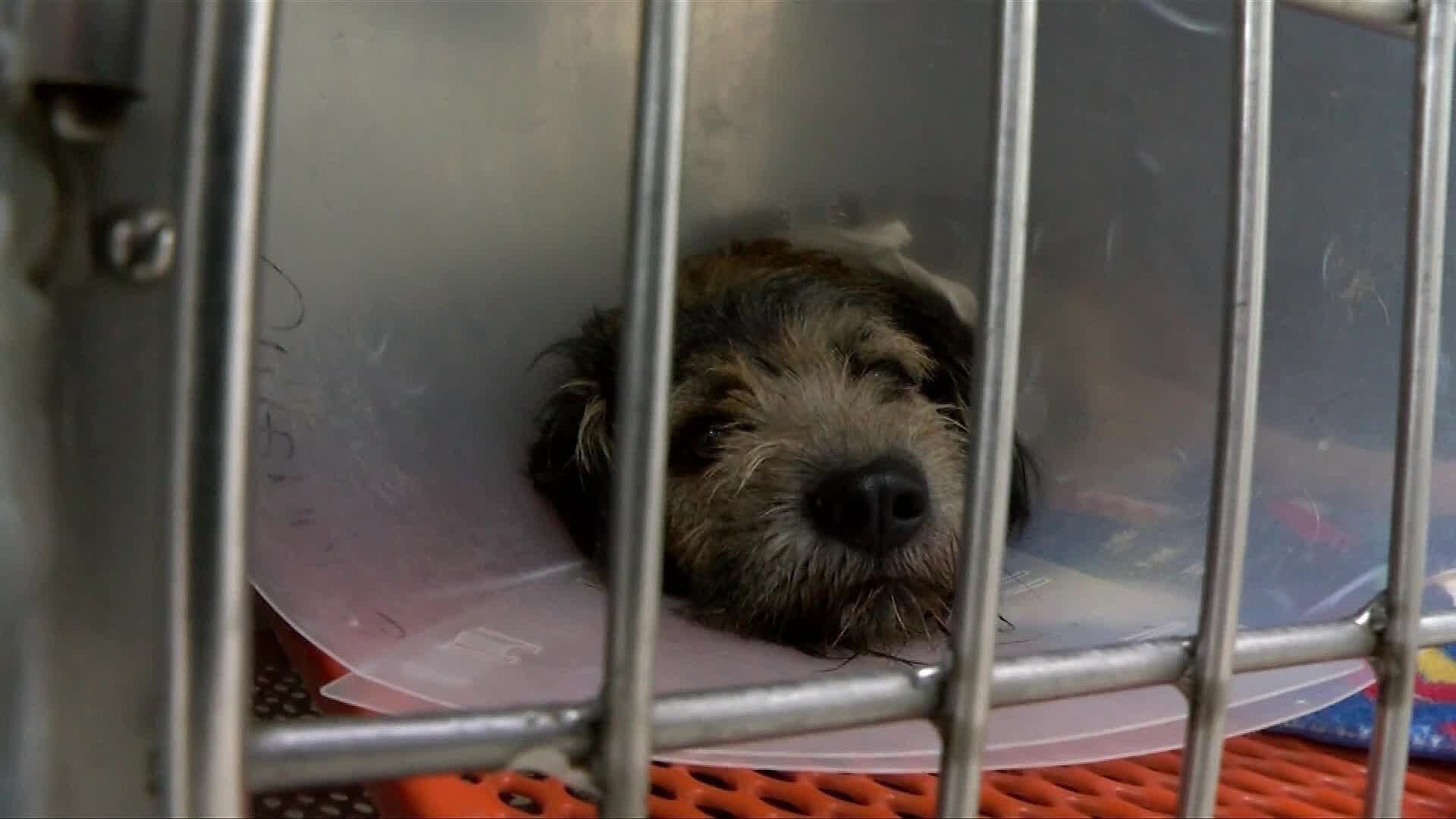 7 de Cada 10 Reportes de Maltrato Animal Están Relacionados con Negligencia