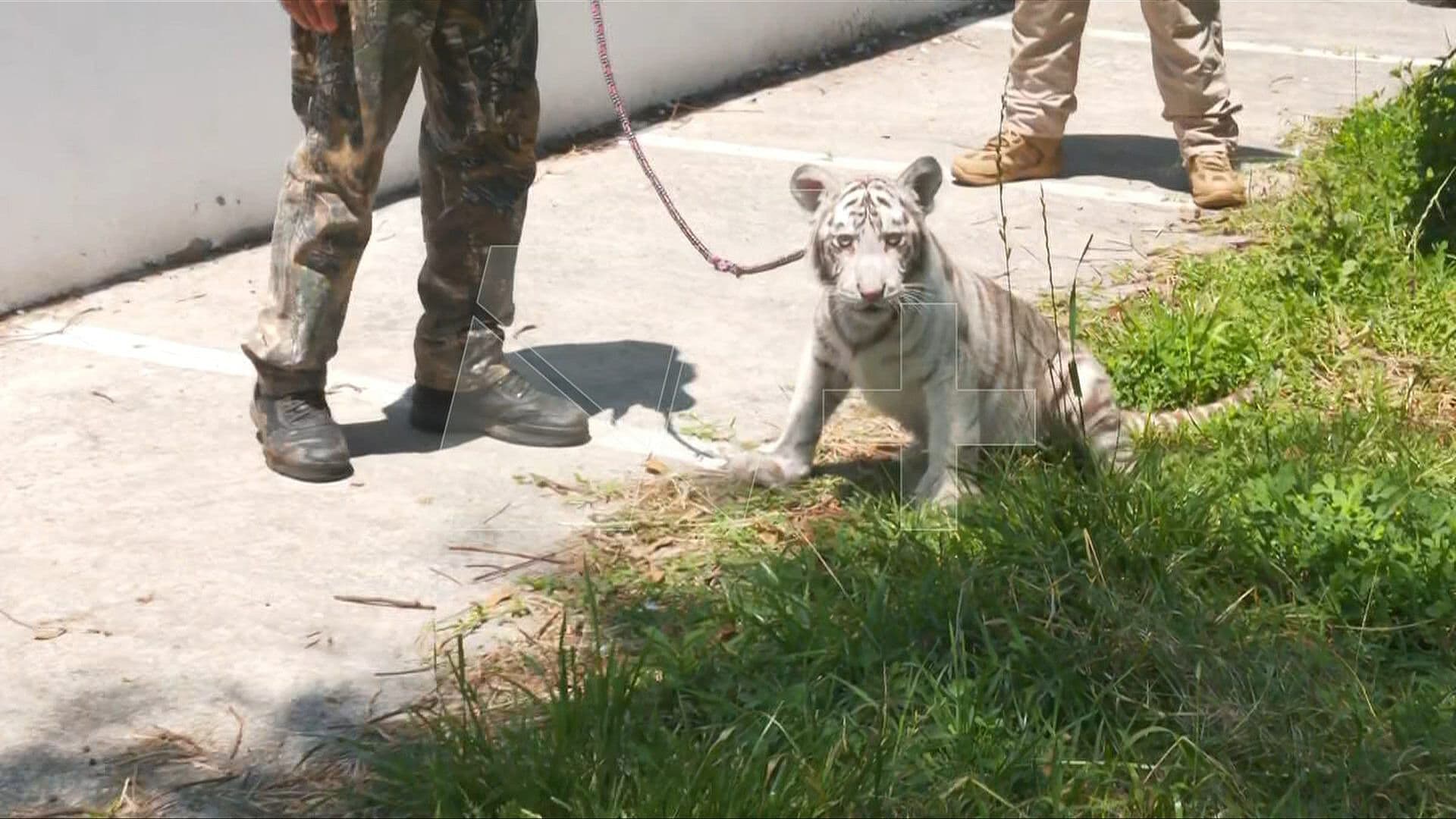 Cría de Tigre de Bengala Rescatado en Iztapalapa es Entregado a la Profepa