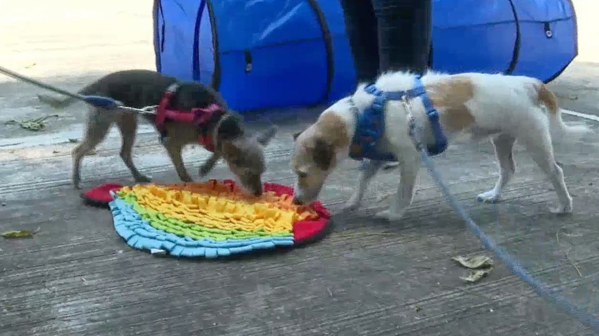 Estas son las Recomendaciones para Adoptar a Una Mascota Según Especialistas Veracruzanos