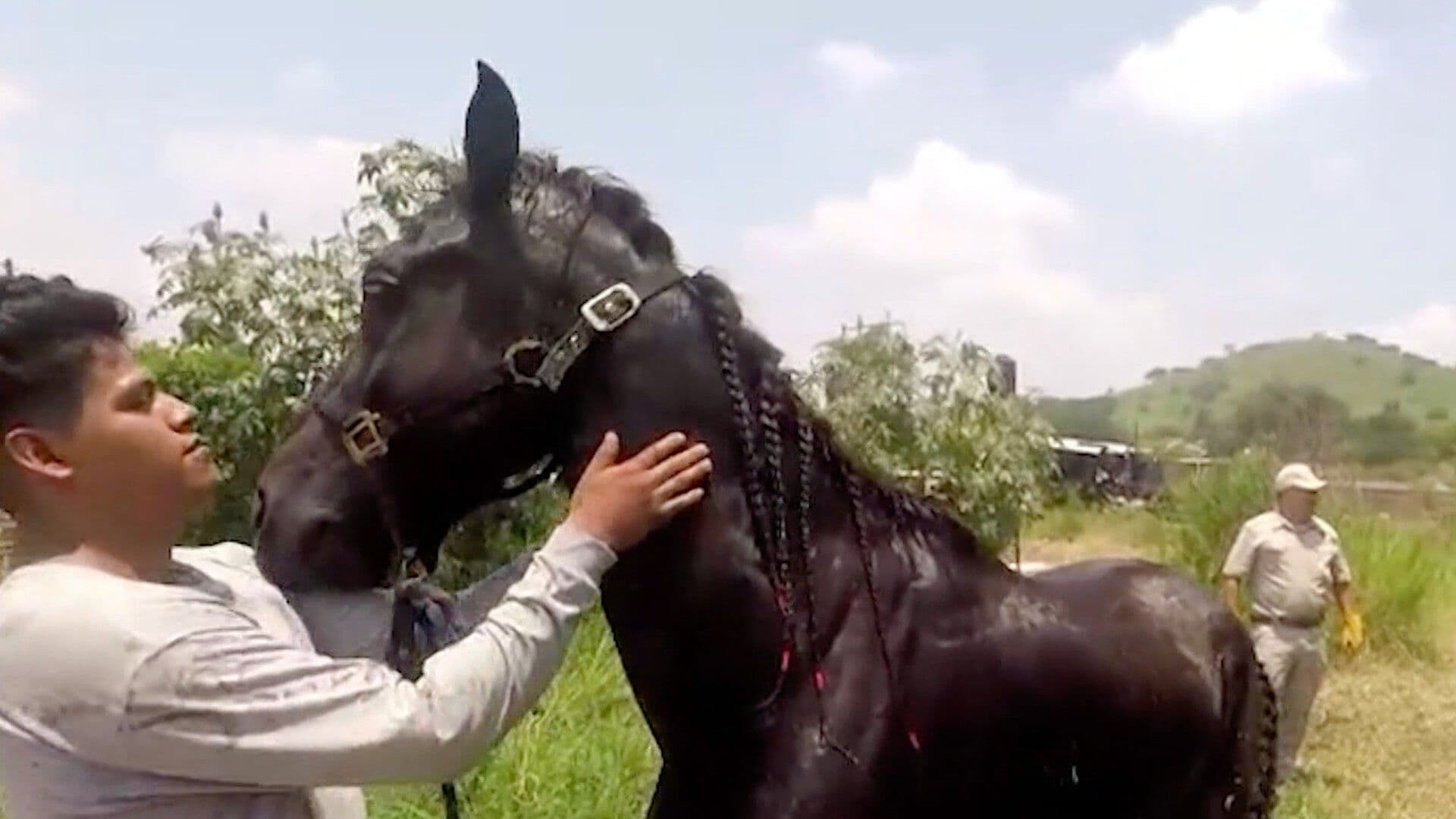Bomberos Rescatan a Caballo que Cayó a un Aljibe en Tlaquepaque